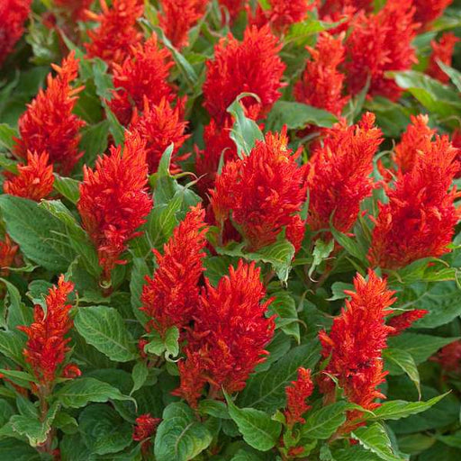 celosia plumosa red - desi flower seeds