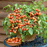 Cherry Tomato, Cherry Tomato Honey - Vegetable Seeds