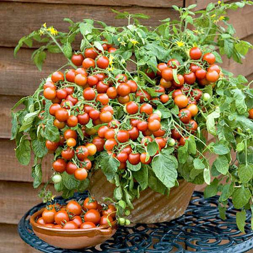 cherry tomato - vegetable seeds