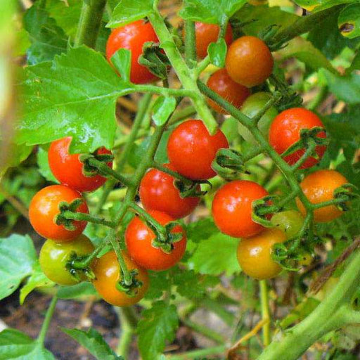 cherry tomato wild texas - vegetable seeds