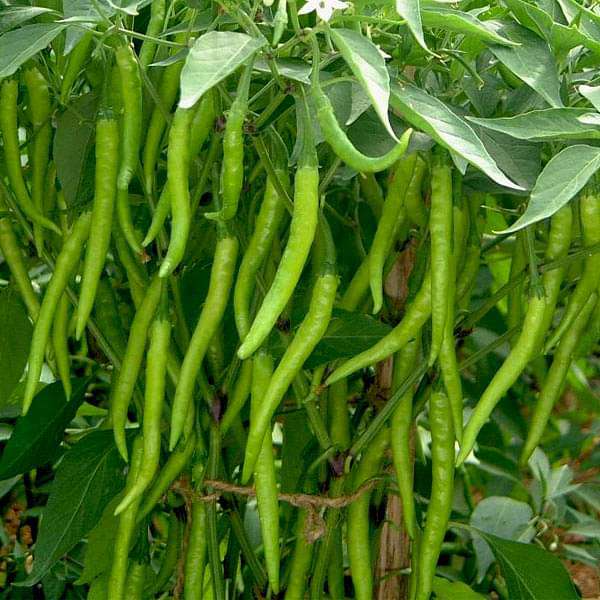 chilli f1 crypton - vegetable seeds