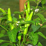 Chilli F1 Hybrid Mike No 2 - Vegetable Seeds