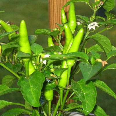 chilli f1 hybrid mike no 2 - vegetable seeds