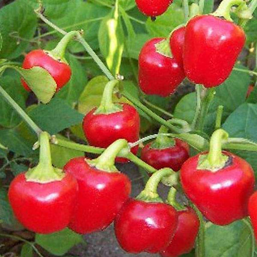 chilli f1 hybrid red pearl queen - vegetable seeds