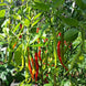 Product image thumbnail 1