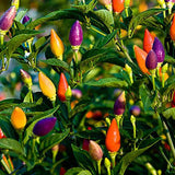 Chilli Ornamental Choice Mixed - Seeds