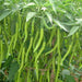 chilli surajmukhi - desi vegetable seeds