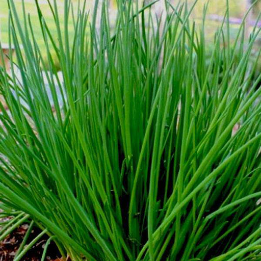 chives - herb seeds