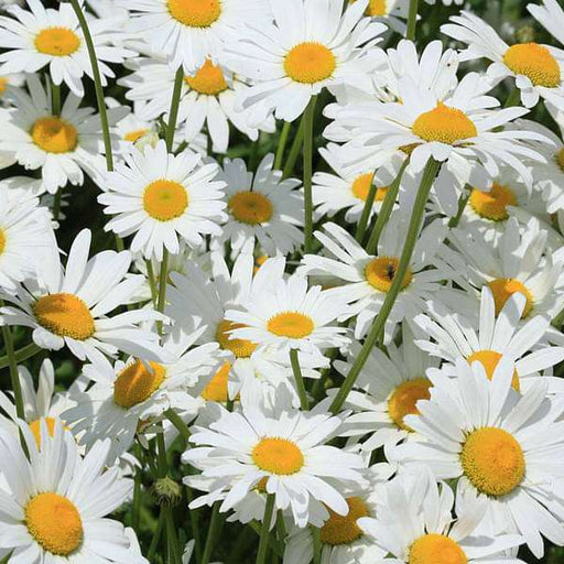 chrysanthemum alaska white - flower seeds