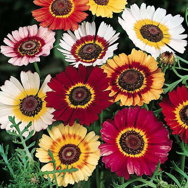 Buy Fragrant Flower Seeds online from Nurserylive at lowest price.