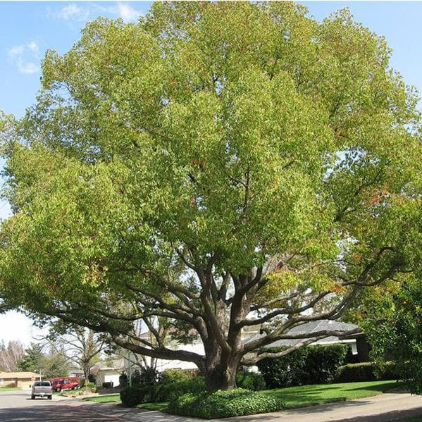 Buy Tree Seeds online from Nurserylive at lowest price.
