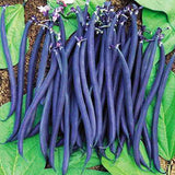 Climbing Beans Violette - Vegetable Seeds