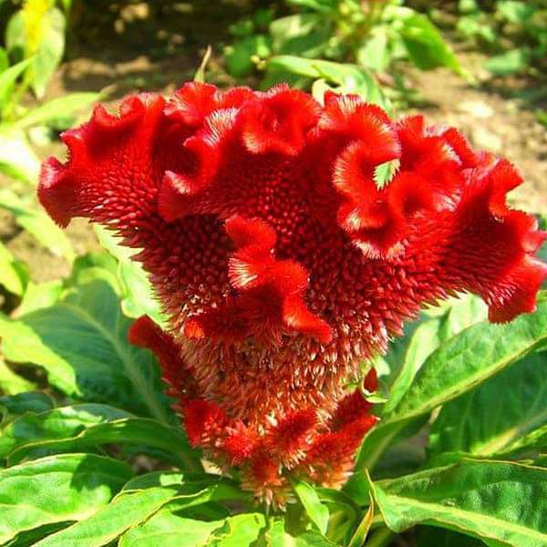 rooster comb flower seeds Buy Cockscomb Red