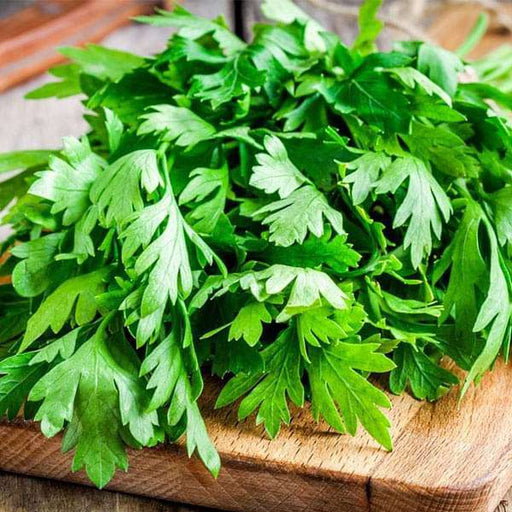 coriander imported - herb seeds
