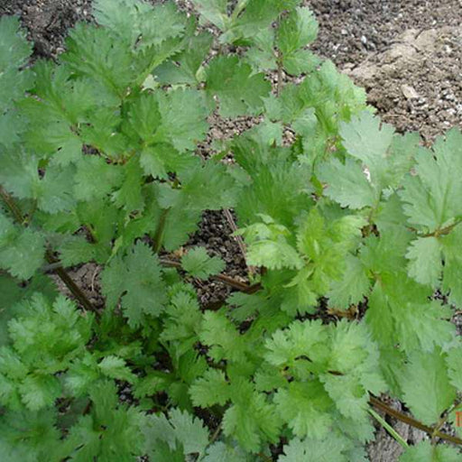coriander kalmi - desi vegetable seeds