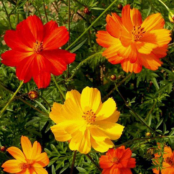 cosmos bright light mixed color - flower seeds