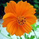 Product image thumbnail 1