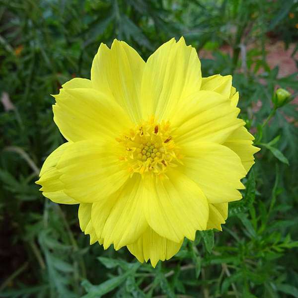 desi flower seeds Buy Cosmos Yellow