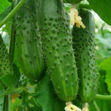 Cucumber F1 American Black - Vegetable Seeds