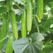cucumber f1 hybrid sultan - vegetable seeds