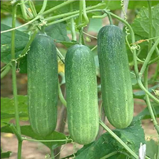 cucumber green - organic vegetable seeds
