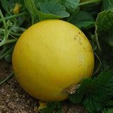 Cucumber Yellow Round - Vegetable Seeds