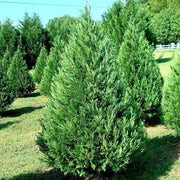 cupressus torulosa - 0.5 kg seeds