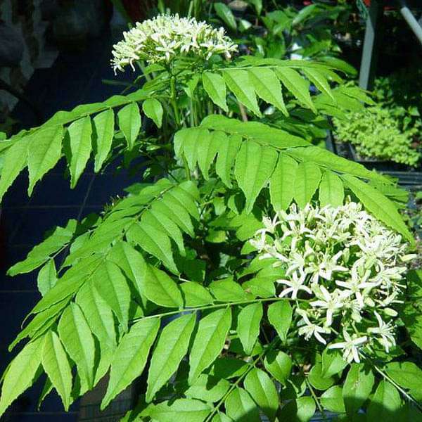 kadi patta plant seeds Buy Curry Leaves, Kadi Patta
