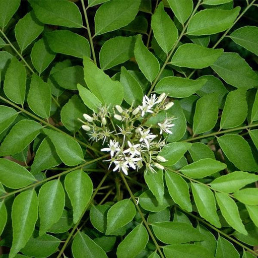curry leaves - 0.5 kg seeds