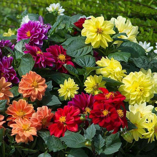 dahlia figaro seeds Buy Dahlia Figaro Mixed Color