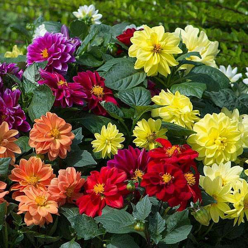 figaro mix dahlia seeds Buy Dahlia Figaro Mixed Color