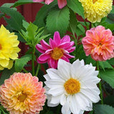 Dahlia Unwin Hybrids Mixed Color - Flower Seeds