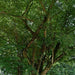 dalbergia latifolia - 0.5 kg seeds