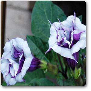 Buy Datura Fastuosa, Kala Dhatura