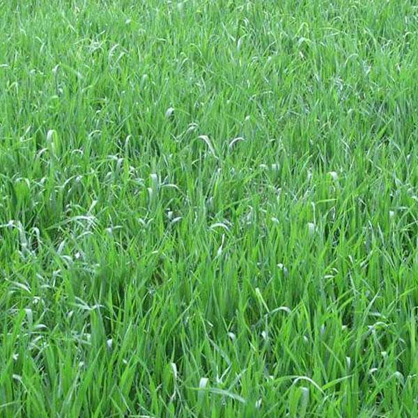deenanath grass - 0.5 kg seeds