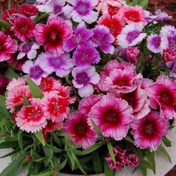 dianthus baby doll mixed color - flower seeds