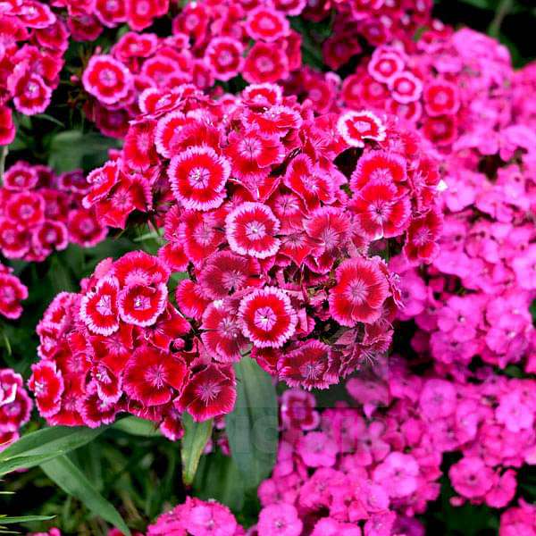 Buy Dianthus Barbatus Mixed Color - Flower Seeds online from ...