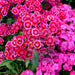 dianthus barbatus mixed color - flower seeds