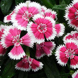 Dianthus Chinensis - Flower Seeds
