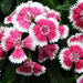 dianthus chinensis - flower seeds
