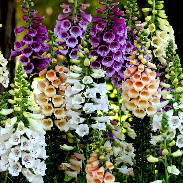 Buy Digitalis purpurea, Common Foxglove Mixed Color Flower Seeds