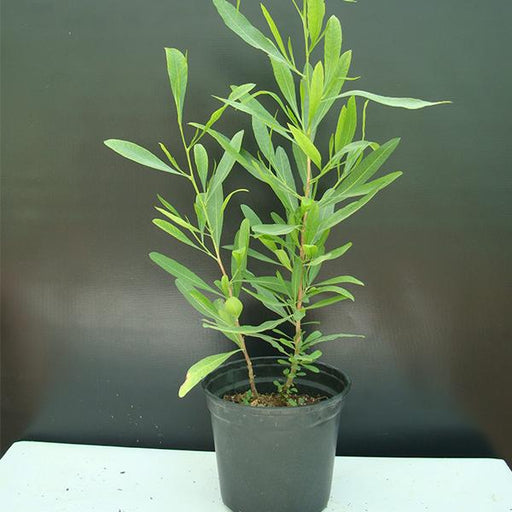 dodonaea viscosa - 0.5 kg seeds