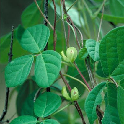 the seeds of the dolichos biflorus plant will agglutinate: Buy Dolichos Biflorus, Horsegram