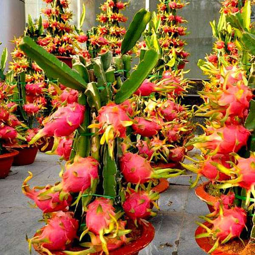 dragon fruit planting seeds Buy Dragon Fruit