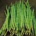 drumsticks - vegetable seeds