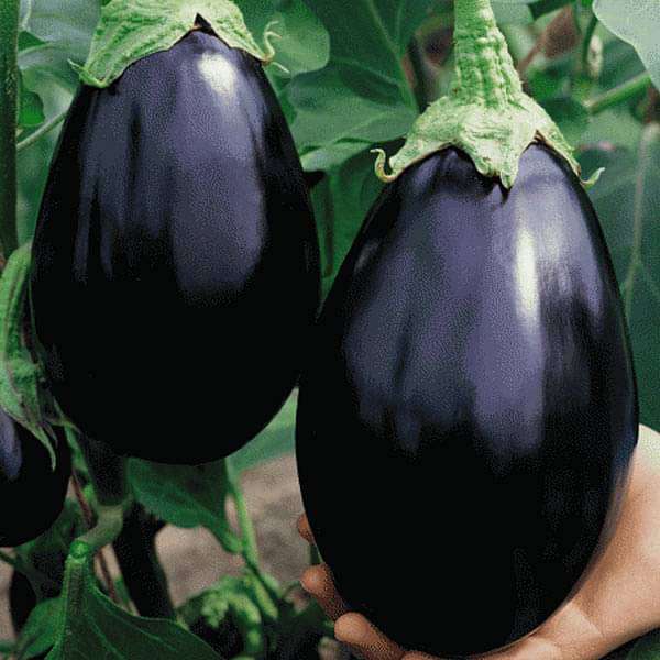 Buy Egg Plant Black Beauty