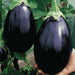 egg plant black beauty - vegetable seeds