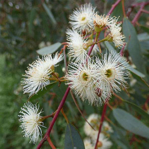 eucalyptus camaldulensis - 0.5 kg seeds