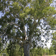 eucalyptus camaldulensis - 0.5 kg seeds