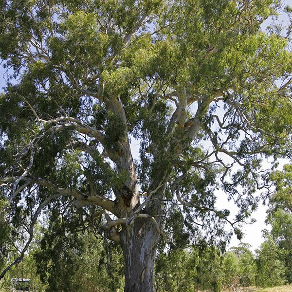 eucalyptus camaldulensis - 0.5 kg seeds